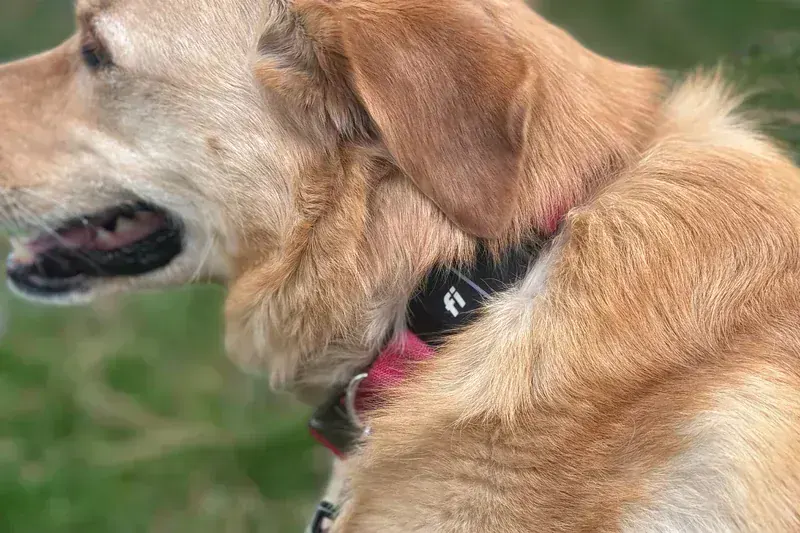 Fi Series 3 Smart Dog Collar