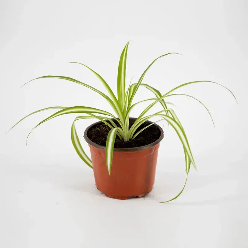 Chlorophytum Comosum (Kurdele Çiçeği)