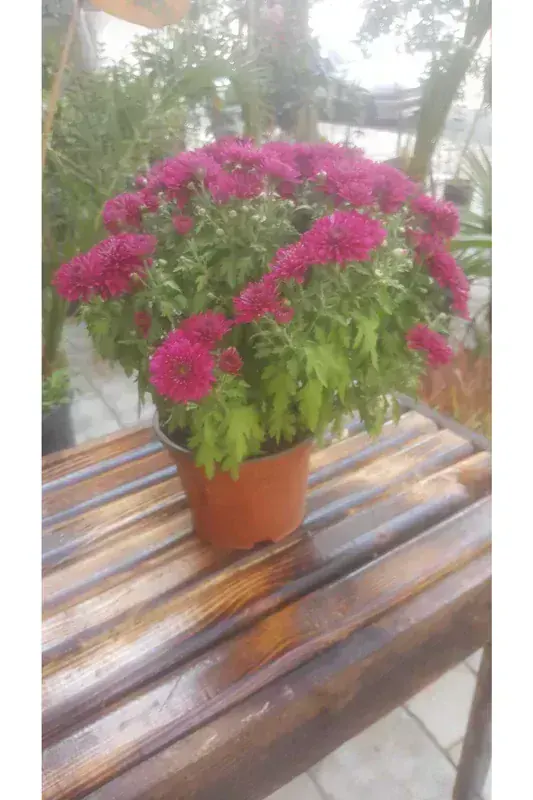 Chrysanthemum Morifolium (Kasımpatı)