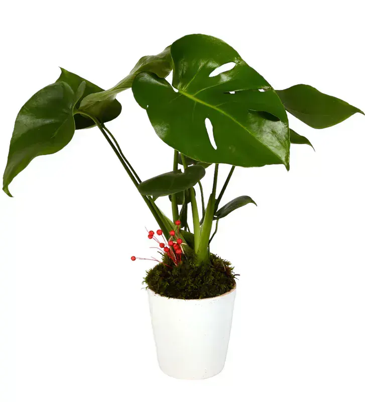 Monstera Adansonii (İsviçre Peyniri Bitkisi)