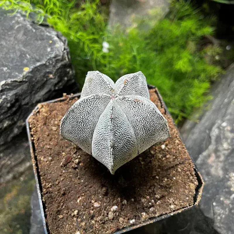 Astrophytum Asterias (Deniz Yıldızı Kaktüsü)