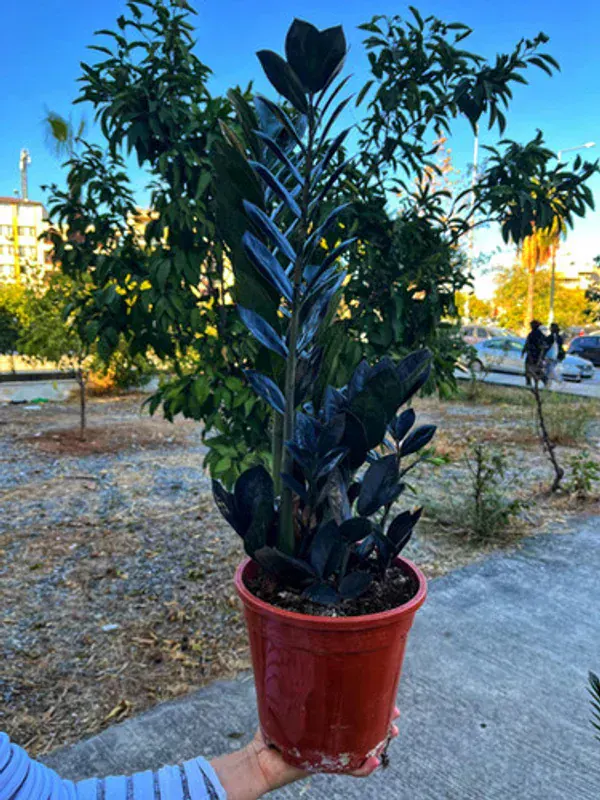 Zamioculcas Raven (Siyah ZZ)